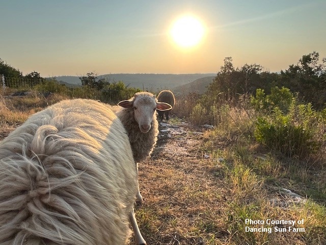 Photo Courtesy of Dancing Sun Farm