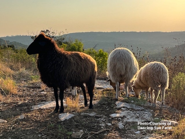 Photo Courtesy of Dancing Sun Farm