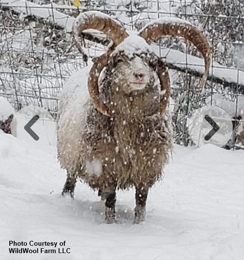 Photo Courtesy of WildWool Farm LLC